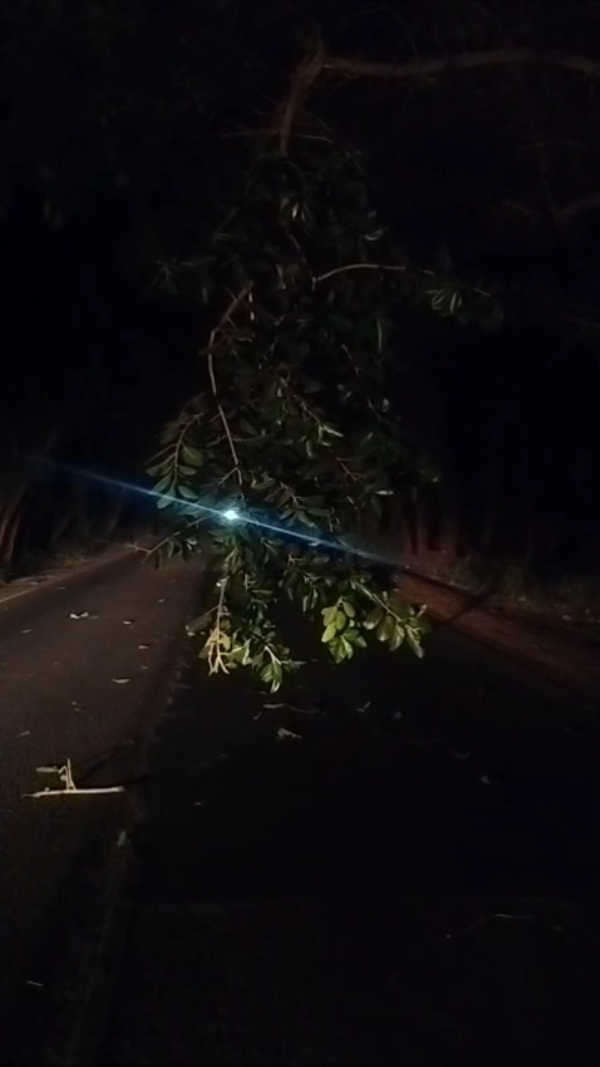 ટ્રાફિક પોલીસ દ્વારા વાહનોને નડતરરૂપ ઝાડની ડાળીઓ દૂર કરી. ટ્રાફિક પોલીસ દ્વારા વાહનોને નડતરરૂપ ઝાડની ડાળીઓ દૂર કરી.