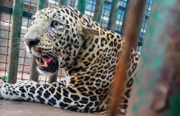 વાલિયા તાલુકાના દોડવાડા ગામે દીપડો પાંજરે પુરાયો