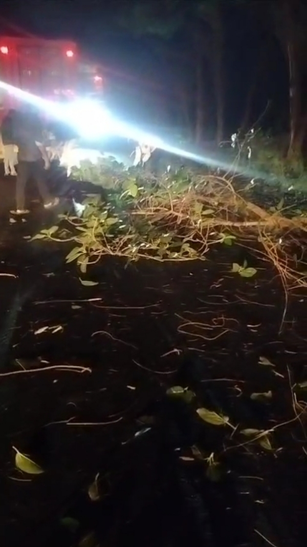 ટ્રાફિક પોલીસ દ્વારા વાહનોને નડતરરૂપ ઝાડની ડાળીઓ દૂર કરી. ટ્રાફિક પોલીસ દ્વારા વાહનોને નડતરરૂપ ઝાડની ડાળીઓ દૂર કરી.