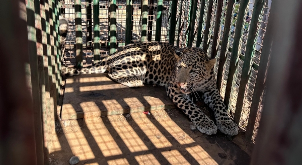 વાલિયા તાલુકાના કોંઢ ગામે શ્રીજા ફાર્મમાં દીપડો પાંજરામાં પુરાયો હતો