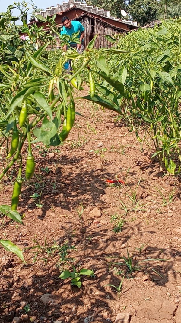 દેડીયાપાડાના સોલિયા ગામના પ્રગતિશીલ ખેડૂત મુકેશ વસાવાનો પ્રાકૃતિક ખેતીનો અનોખો અભિગમ