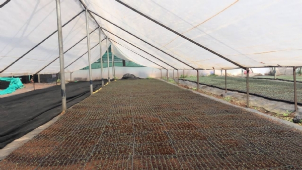 માઢી ગામ બન્યું નર્સરી વ્યવસાયનું શક્તિ કેન્દ્ર – કરોડોનું ટર્નઓવર અને હજારોને રોજગાર