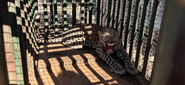 વાલિયા તાલુકાના કોંઢ ગામે શ્રીજા ફાર્મમાં દીપડો પાંજરામાં પુરાયો હતો