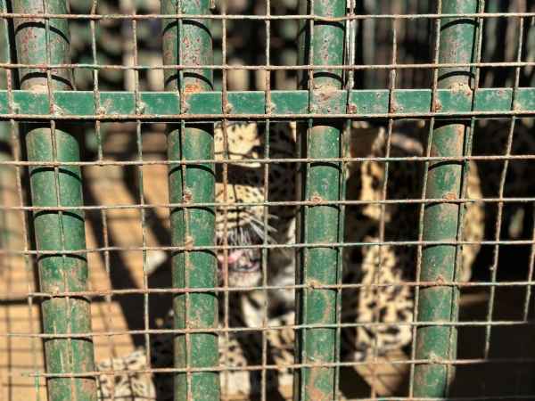 વાલિયા તાલુકાના કોંઢ ગામે શ્રીજા ફાર્મમાં દીપડો પાંજરામાં પુરાયો હતો