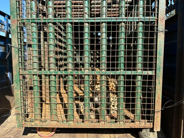 વાલિયા તાલુકાના કોંઢ ગામે શ્રીજા ફાર્મમાં દીપડો પાંજરામાં પુરાયો હતો