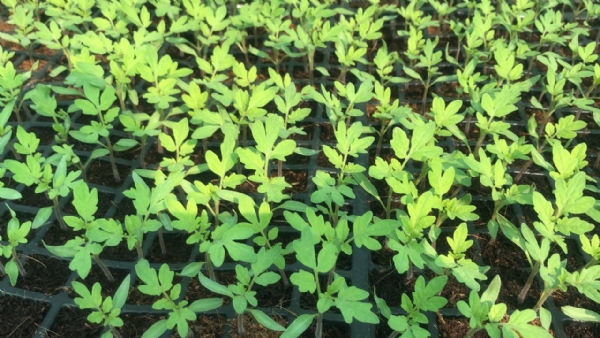 માઢી ગામ બન્યું નર્સરી વ્યવસાયનું શક્તિ કેન્દ્ર – કરોડોનું ટર્નઓવર અને હજારોને રોજગાર