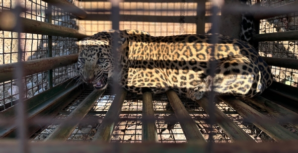 વાલિયા તાલુકાના કોંઢ ગામે શ્રીજા ફાર્મમાં દીપડો પાંજરામાં પુરાયો હતો