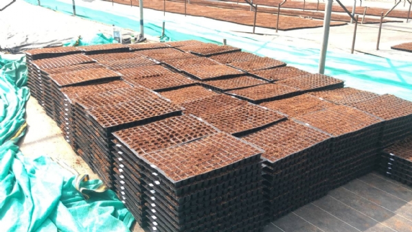 માઢી ગામ બન્યું નર્સરી વ્યવસાયનું શક્તિ કેન્દ્ર – કરોડોનું ટર્નઓવર અને હજારોને રોજગાર