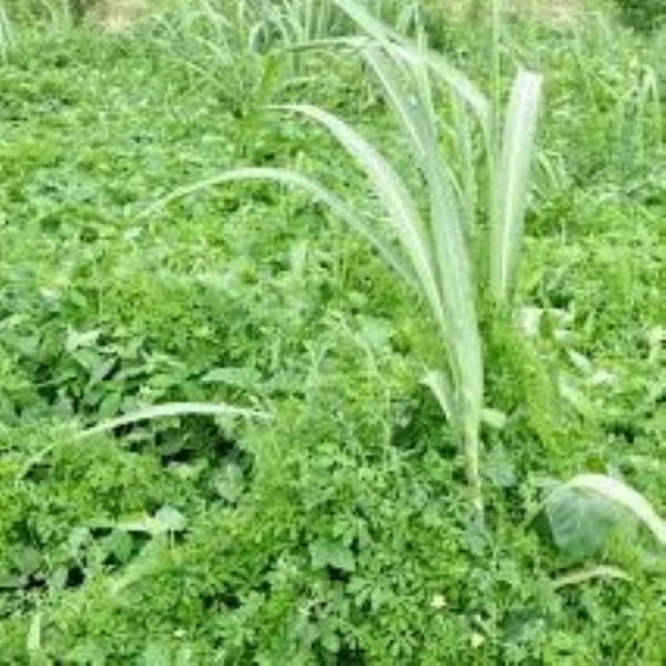 In natural farming systems, weeds damage crops growing in the field.