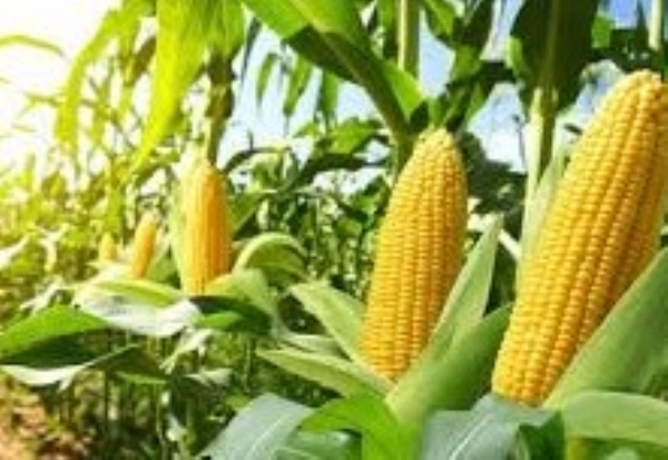 natural farming of corn gives the best production