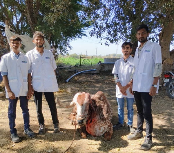 1962 mobile animal hospital frees Bhadli bull from horn cancer