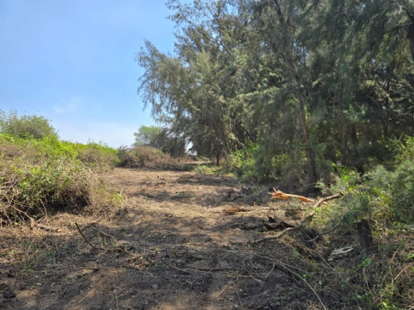 Work has begun to build firelines to protect the forest from fire.