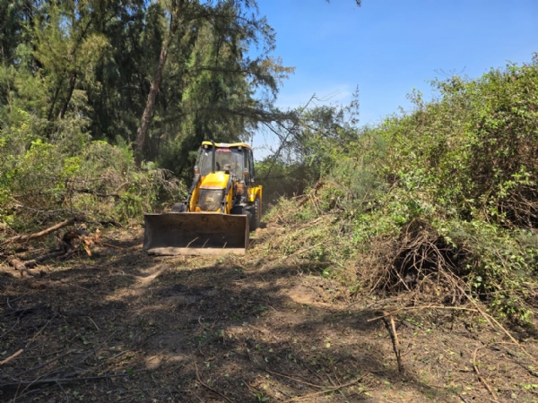 Work has begun to build firelines to protect the forest from fire.