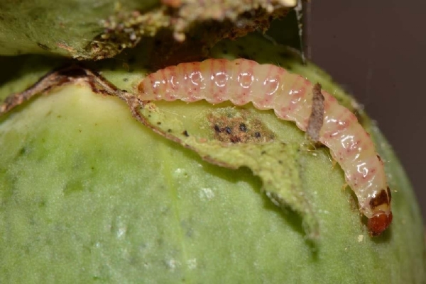 ગુલાબી ઇયળ ગુલાબી ઇયળ