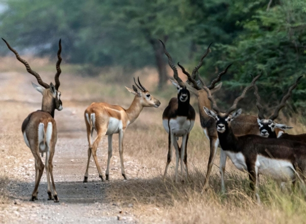 રાષ્ટ્રીય ઉદ્યાનો બંધ રહેશે