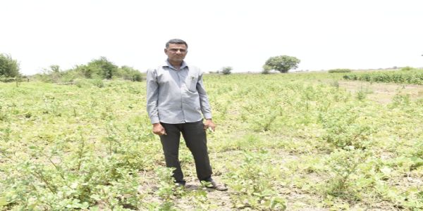 પોરબંદર જિલ્લાના ભોગસર ગામનાં અરજનભાઇ પ્રાકૃતિક ખેતી કરીને મેળવે છે મબલખ આવક