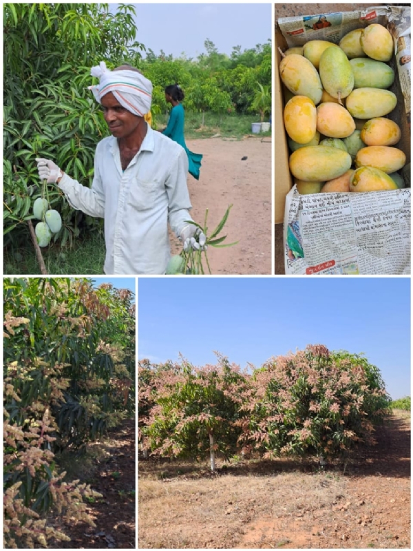 *Aravalli: A farming family from Prantvel, Bayad, has established a unique identity for itself by cultivating mangoes in horticulture and has become a family*