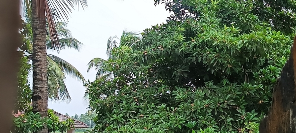 આજે પણ ધીમીધારે વરસાદ