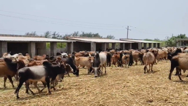 મનપા સામે જીવદયા પ્રેમીઓ ઉપવાસ આંદોલન કરશે.
