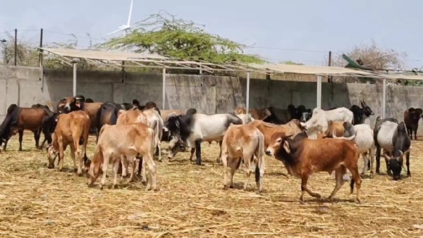 મનપા સામે જીવદયા પ્રેમીઓ ઉપવાસ આંદોલન કરશે.