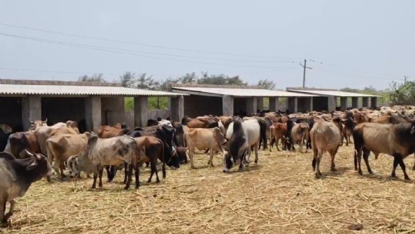 મનપા સામે જીવદયા પ્રેમીઓ ઉપવાસ આંદોલન કરશે.
