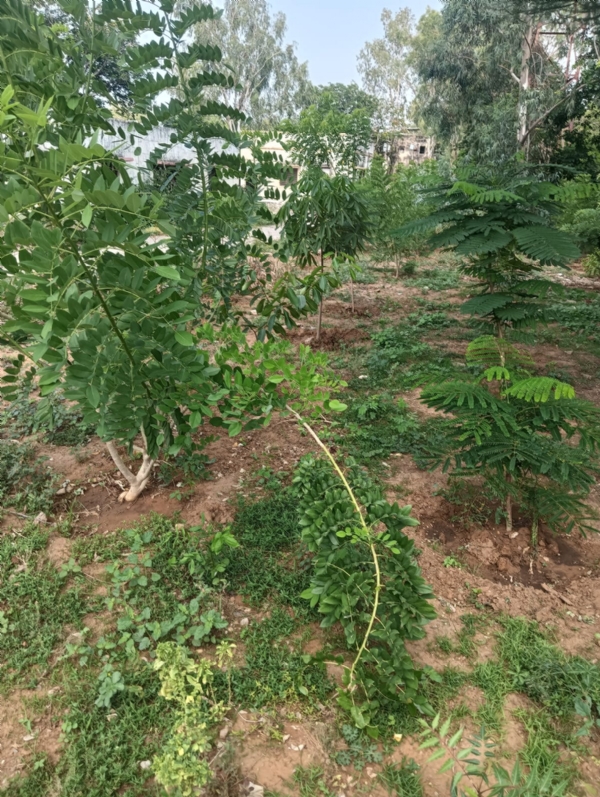Public appeal for tree plantation drive and establishment of oxygen park by Indian Red Cross Society, Aravalli District Branch, Modasa