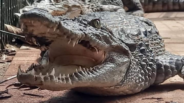 Vadodara crocodile
