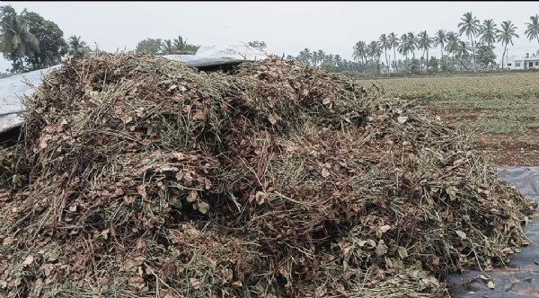 ગીર સોમનાથ જિલ્લામાં ઉનાળુ પાક અડદ.મગ .ચોળી. બાજરી .સહિતો ઉનાળૂ પાક તૈયાર ગીર સોમનાથ જિલ્લામાં ઉનાળુ પાક અડદ.મગ .ચોળી. બાજરી .સહિતો ઉનાળૂ પાક તૈયાર