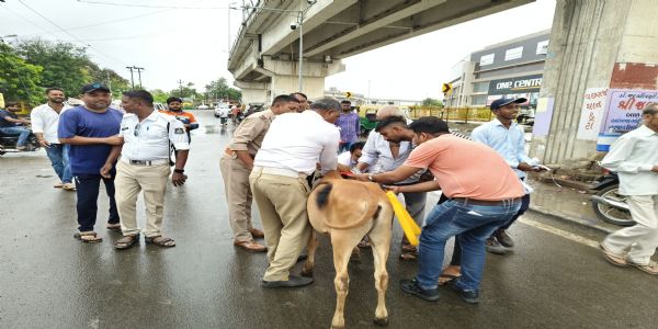 વનાણા ટોલ પ્લાઝા ટીમ દ્વારા હાઈવે પર પશુઓની સલામતી માટે રેફ્લેક્ટિવ કોલર ડ્રાઈવ યોજાઈ