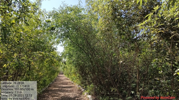 વન કવચ
