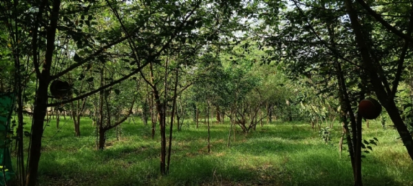 મંત્રી ઋષિકેશ પટેલે વૃક્ષારોપણ કર્યું