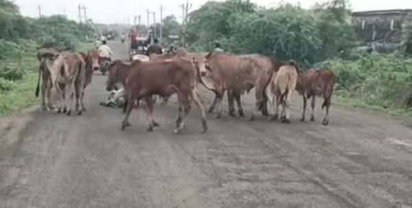 અમરેલી જિલ્લાના જાફરાબાદ ઉના હાઇવે પર રખડતા ઢોરોનો અડીંગો