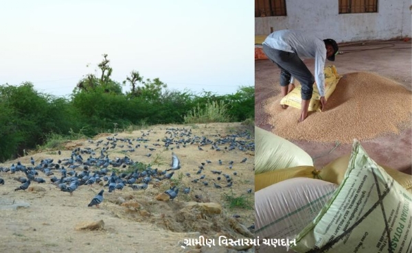 લાખાગઢમાં પંખીઓને ચણદાન