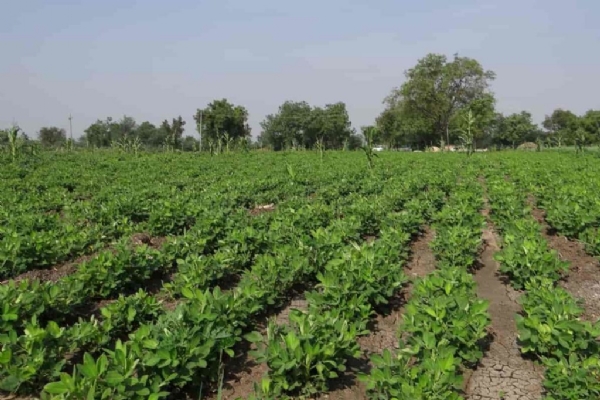 કચ્છમાં મગફળીના વાવેતરની ફાઇલ તસવીર