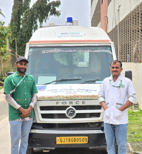 સગર્ભા ગાયની જીંદગી બચાવતી