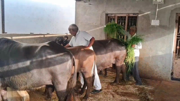 કાંસા ગામ