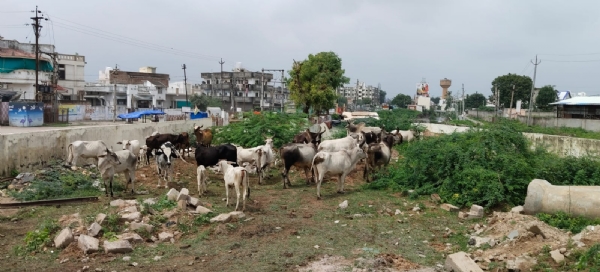 વિસનગરમાં પાલિકાનું કડક પગલું: રખડતા ઢોર પકડાયા, વાહનચાલકોને રાહત