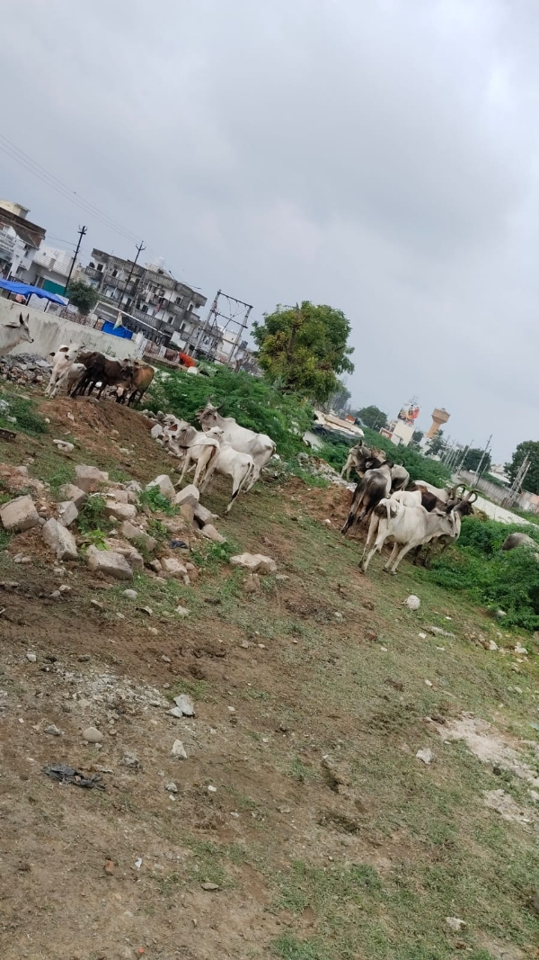 વિસનગરમાં પાલિકાનું કડક પગલું: રખડતા ઢોર પકડાયા, વાહનચાલકોને રાહત