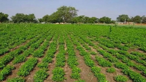 ખેતી