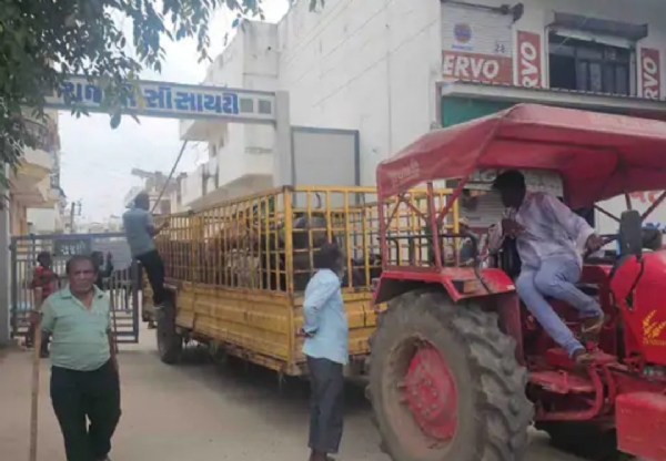 રાજ્યપાલના આગમન પહેલા પાટણમાં ઢોર પકડવાની કામગીરી, કોંગ્રેસે કાયમી ઉકેલની માંગ ઉઠાવી