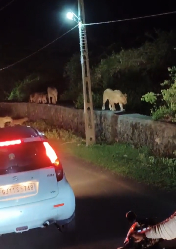 જુનાગઢ જિલ્લાના ચોરવાડ