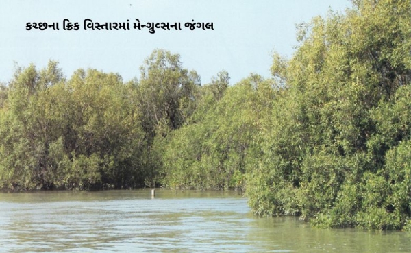 કચ્છના ક્રિક વિસ્તારમાં મેન્ગ્રુવ્સના જંગલ