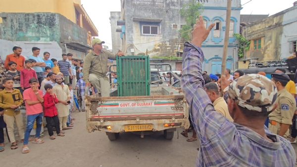 દીપડા નર જીવ -૧ ઉ.વ.(1 થી 2) ને પકડી અમરાપુર