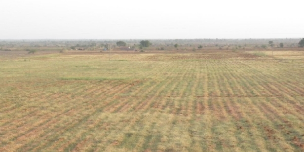 એનએમાં ફેરવાતીખેતીની જમીનો