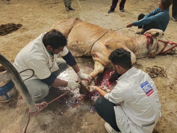 ગૌવંશ