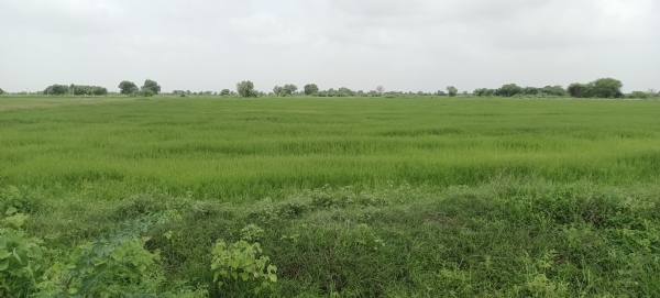 બહુચરાજી પંથકમાં વરસાદની રાહ: માત્ર 20% વરસાદ, ખેડૂતો હજુ આશાવાન