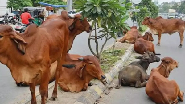 Cow