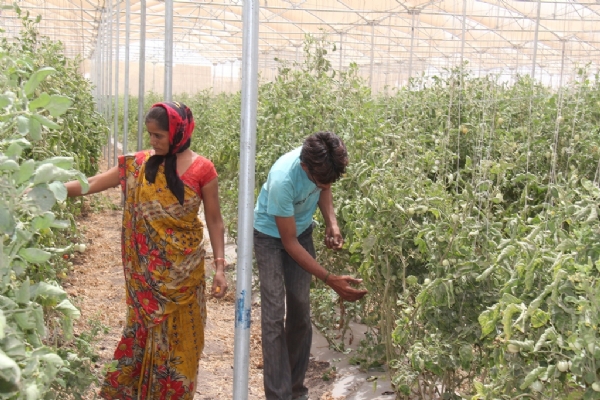બાગાયત પાકોનું વાવતેર