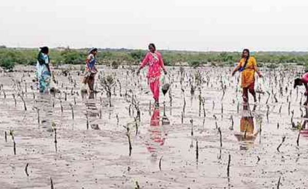 ચેરિયાના સંરક્ષણની જરૂરી
