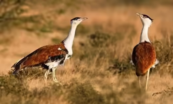 ભારતમાં લુપ્ત થતું પંખી ઘોરાડ